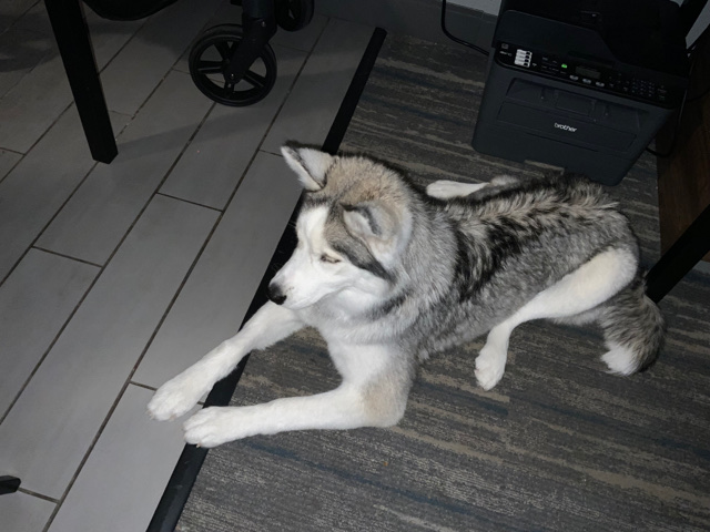 Siberian Husky – husky female