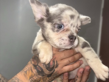 French Bulldog – fluffy frenchies – Philadelphia