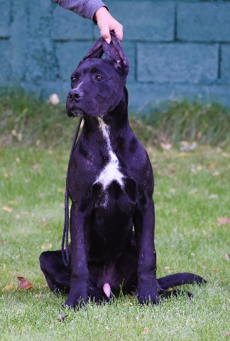 Cane Corso – Cane Corso