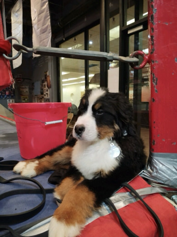 Bernese Mountain dog 