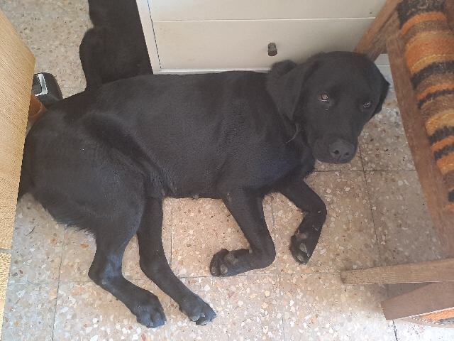 Labrador Retriever – Labrador Mother with Pups