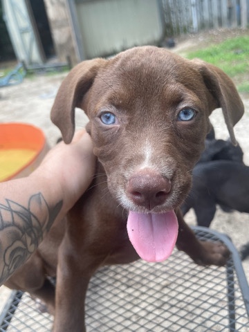 8 puppies