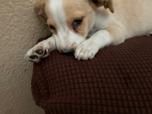 dog