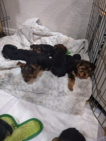 Yorkshire Terrier – Purebred, Yorkshire puppies