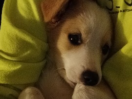 Australian Shepherd – Australian Shepherd mixed Chihuahua breed – Colorado Springs