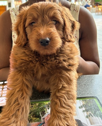 Mini Golden Doodle