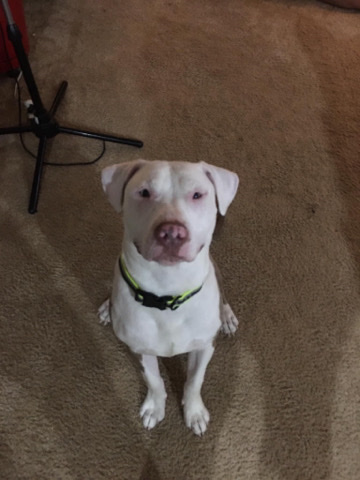 American Pit Bull Terrier – Hayze Needs a Loving home 🏡