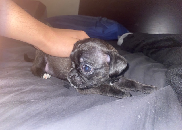 Pug – mixed pups pug / Shih Tzu