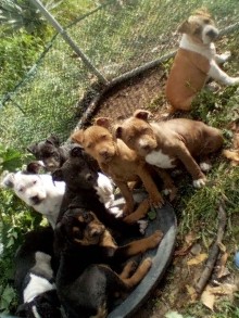 American Pit Bull Terrier – full pitbull puppies