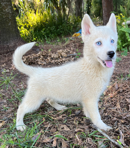 Siberian Husky – matrix