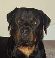 Rottweiler – 3 year old rottweiler