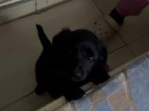 Labrador Retriever - labrador retriever for adoption  available for adoption in New Delhi