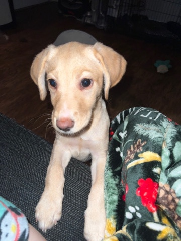 Labrador Retriever – Golden Lab Looking for Forever Home