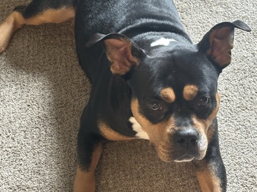 American Bulldog – Needs A New Home – Columbia