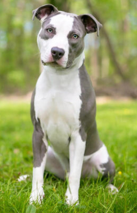 American Pit Bull Terrier – stony needs home