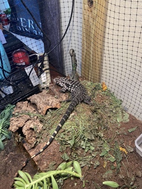 Any – rehoming tegu