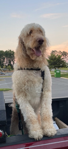goldendoodle