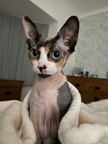 Sphynx – Cleo 2 Year Old Tortoiseshell Sphynx