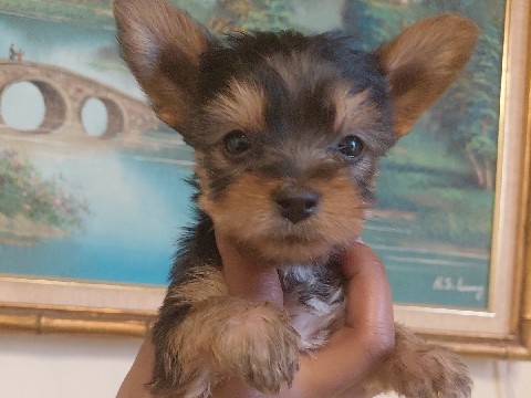 Yorkshire Terrier – baby yorkies