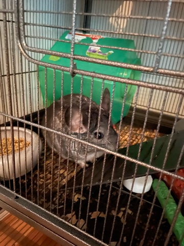 chinchilla – friendly fun chinchilla with cage and all.