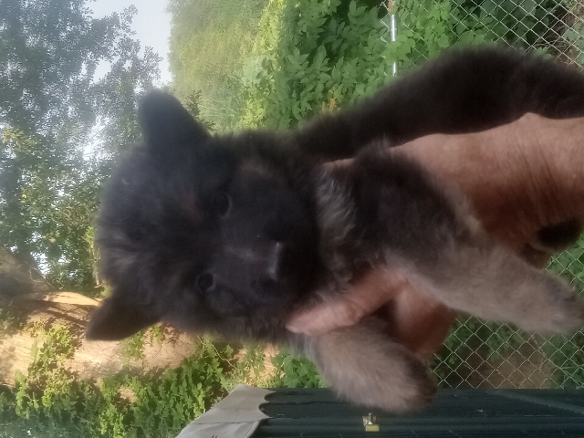 German Shepherd – Ckc German shepherd puppies