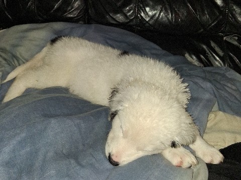 Image of Maremma Sheepdog