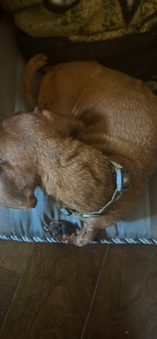 Full Bred Miniature Dachshund