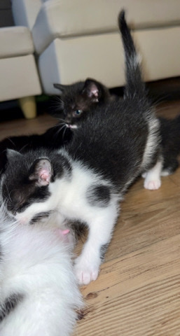 4 Black & White Kittens PLUS Mother Rehoming