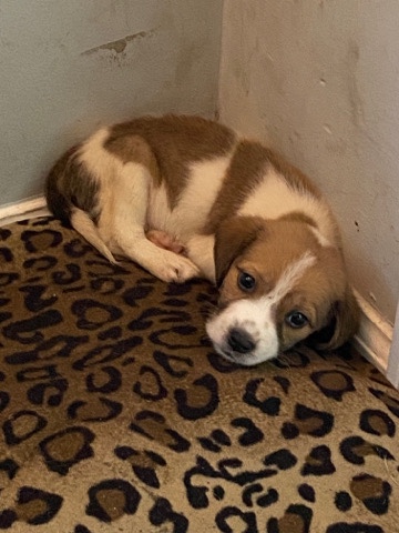 Australian shepherd mix with beagle puppy