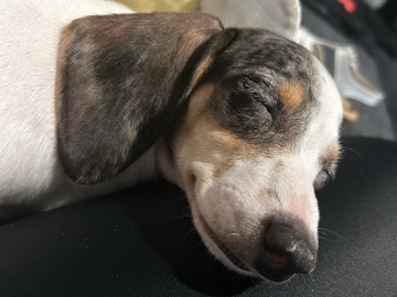 Need to re-home this baby! 🩷