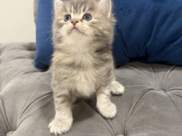 Persian (Traditional) – Dollface Persian kitten – North Olmsted