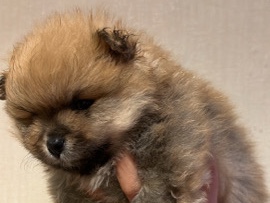 Pomeranian – Pomeranian dog***