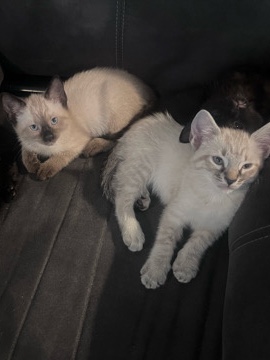 kittens – Columbus