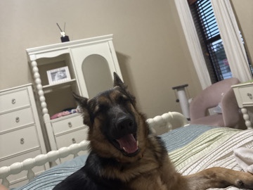 (rehoming-German shepherd )