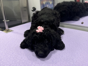 Poodle – Standard Poodle Female Puppy – AKC Registered – New York