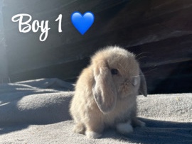 Mini Lop – gorgeous baby mini lops for sale – Stafford