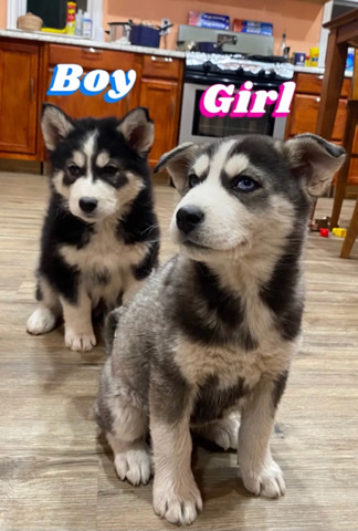 Siberian Husky – Husky Puppies