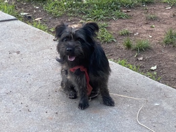 Shih Tzu – REX NEEDS A NEW HOME! – Duluth