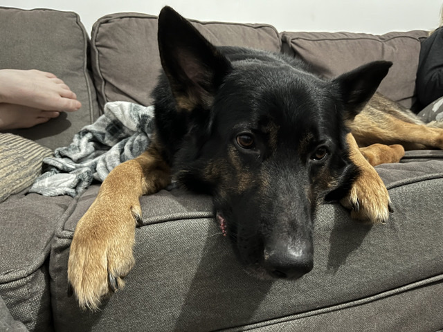 Purebred German Shepherd