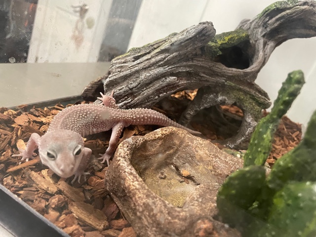 morph gecko