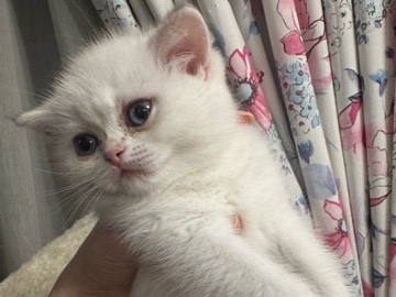 British Shorthair – Golden Ny*** female – Abu Dhabi