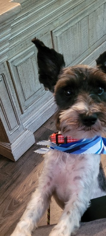 Miniature Schnauzer – Miniature schnauzer
