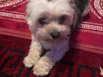 Morkie – Dog – Bradford