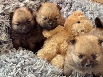 Pomeranian – Spitz nain mâles à réserver pour fin février