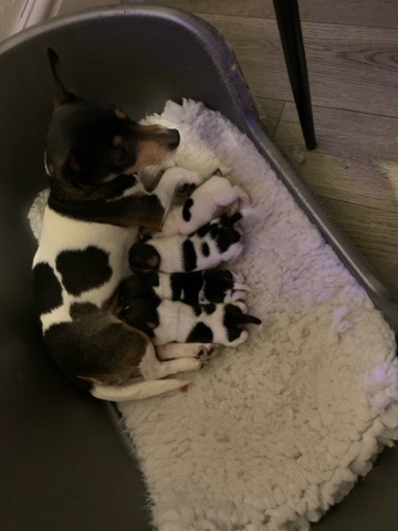 Jack Russell Terrier – stunning jack Russell pups