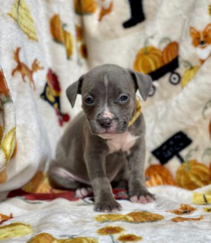 American Staffordshire Terrier – Charlotte | 8 Weeks Old