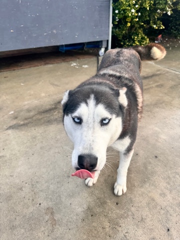 Siberian Husky – Stella
