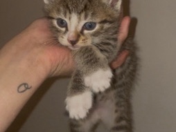 European Shorthair – EKH kitten – Witten