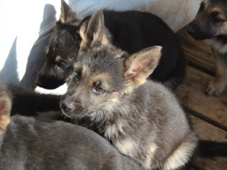 German Shepherd - German Shepard Puppies  available for adoption in Dallas