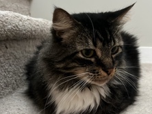 Russian White, Black and Tabby – sweet Landon boy needs a new home – Maple Valley